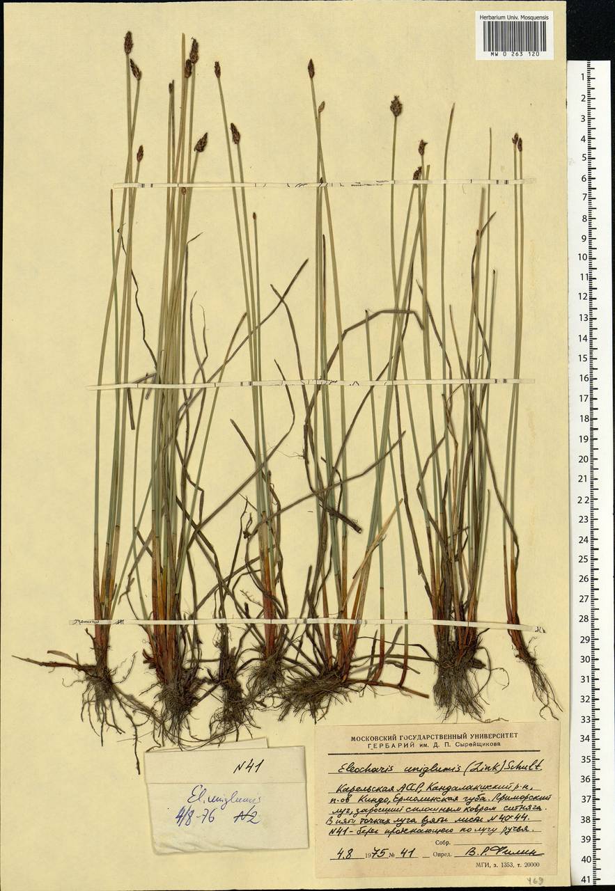 Eleocharis uniglumis (Link) Schult., Eastern Europe, Northern region (E1) (Russia)
