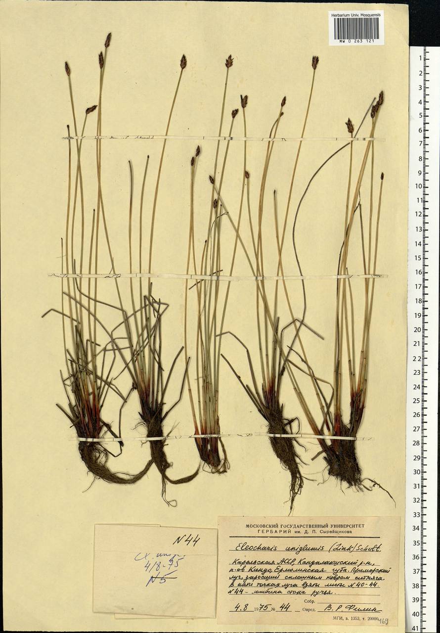 Eleocharis uniglumis (Link) Schult., Eastern Europe, Northern region (E1) (Russia)