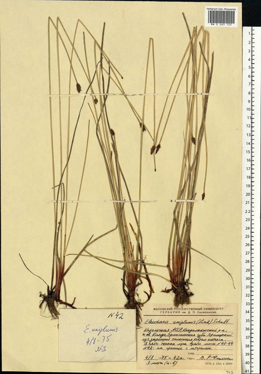 Eleocharis uniglumis (Link) Schult., Eastern Europe, Northern region (E1) (Russia)
