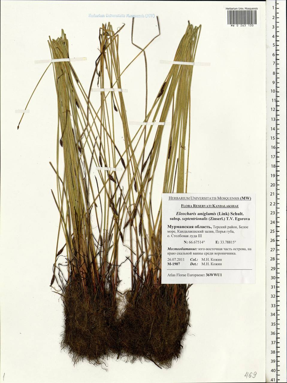 Eleocharis uniglumis (Link) Schult., Eastern Europe, Northern region (E1) (Russia)