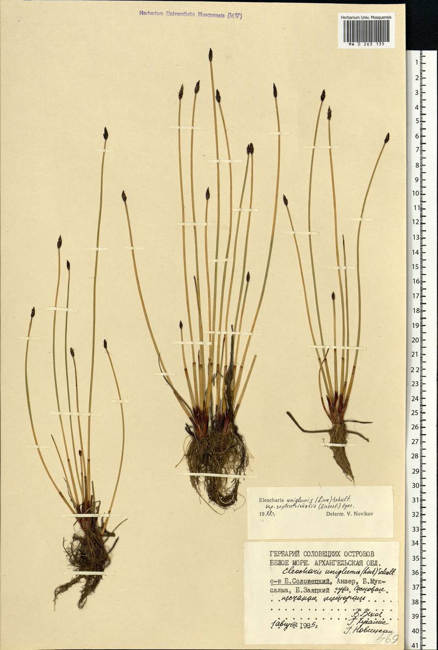 Eleocharis uniglumis (Link) Schult., Eastern Europe, Northern region (E1) (Russia)