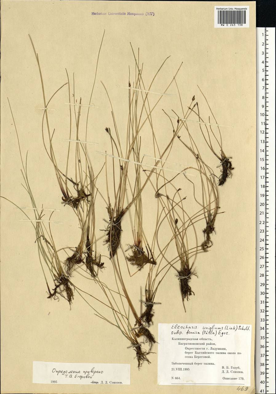 Eleocharis uniglumis (Link) Schult., Eastern Europe, North-Western region (E2) (Russia)