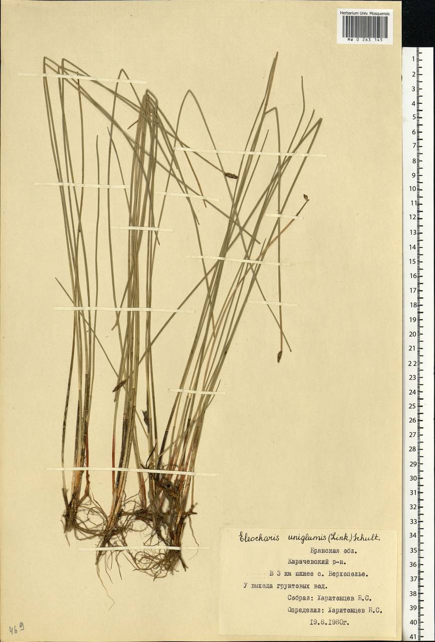 Eleocharis uniglumis (Link) Schult., Eastern Europe, Western region (E3) (Russia)