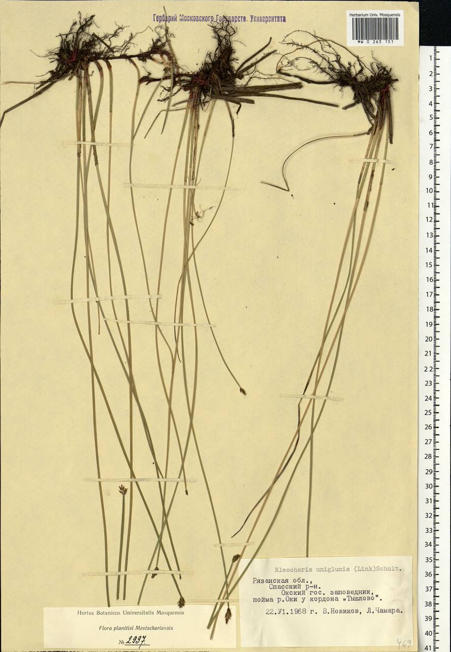 Eleocharis uniglumis (Link) Schult., Eastern Europe, Central region (E4) (Russia)