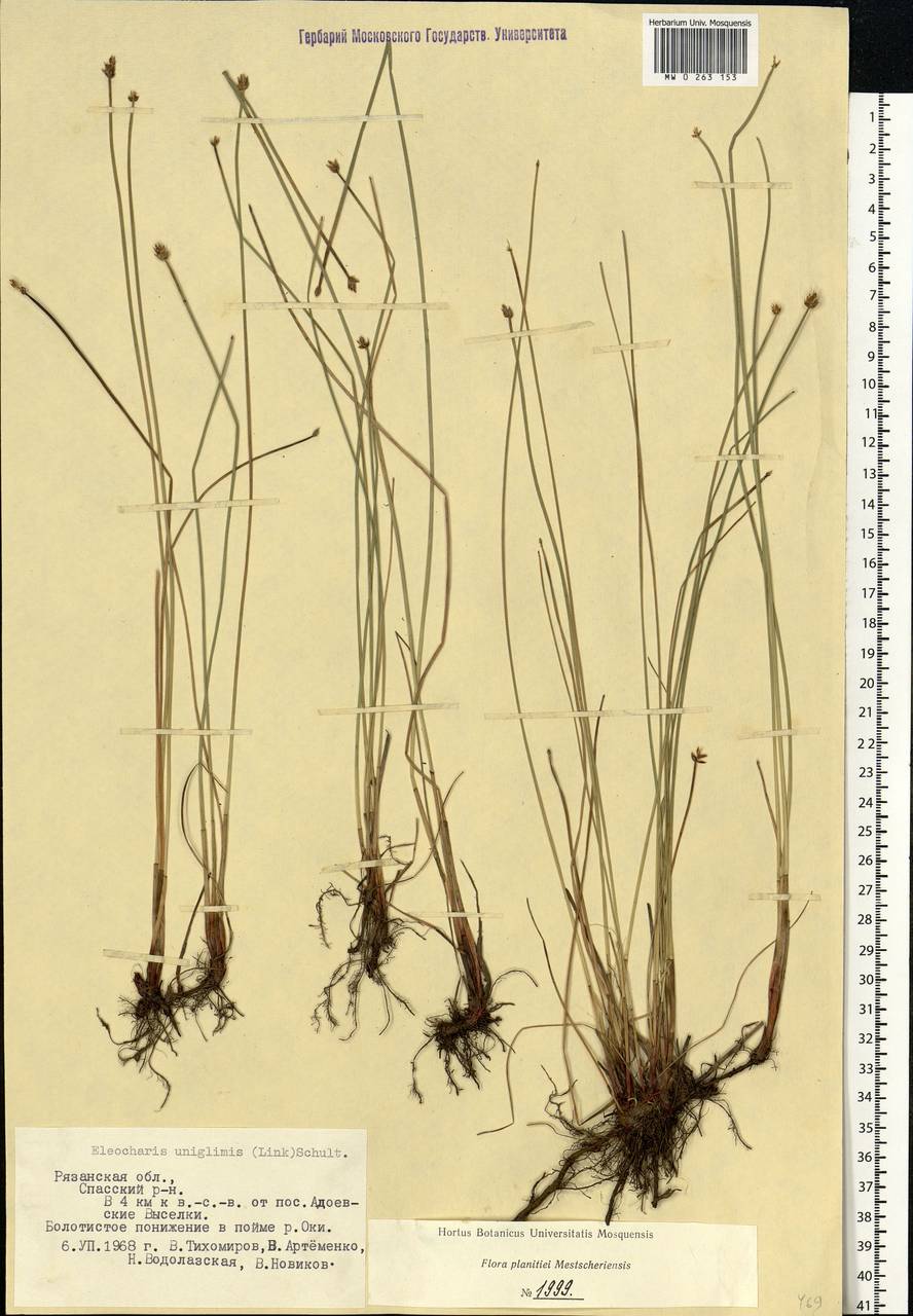 Eleocharis uniglumis (Link) Schult., Eastern Europe, Central region (E4) (Russia)