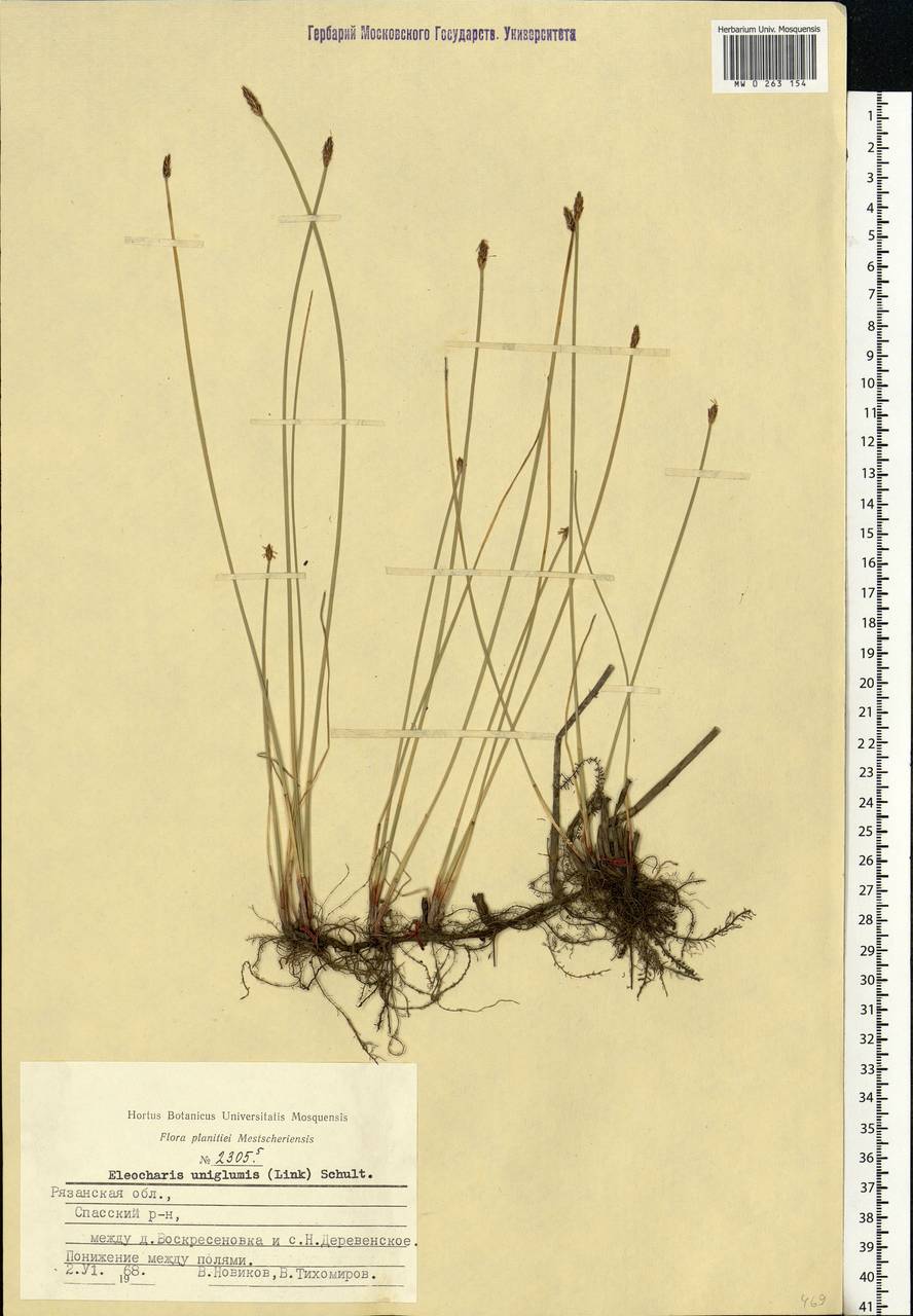 Eleocharis uniglumis (Link) Schult., Eastern Europe, Central region (E4) (Russia)