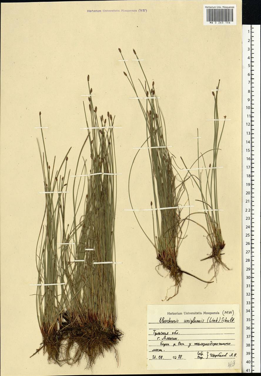 Eleocharis uniglumis (Link) Schult., Eastern Europe, Central region (E4) (Russia)