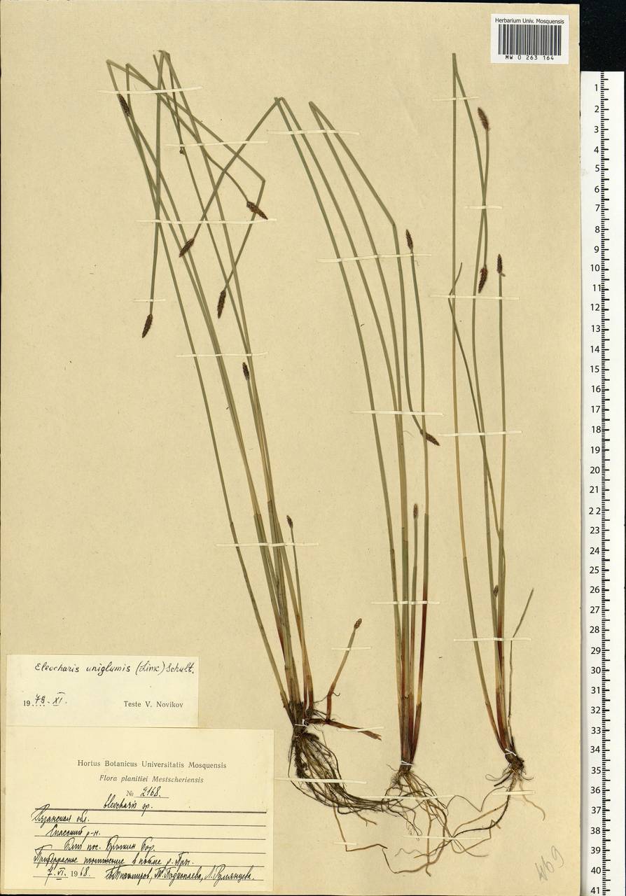 Eleocharis uniglumis (Link) Schult., Eastern Europe, Central region (E4) (Russia)