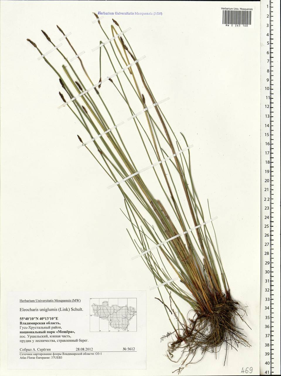 Eleocharis uniglumis (Link) Schult., Eastern Europe, Central region (E4) (Russia)