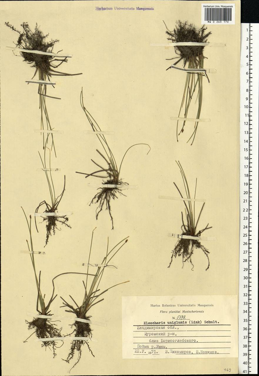 Eleocharis uniglumis (Link) Schult., Eastern Europe, Central region (E4) (Russia)