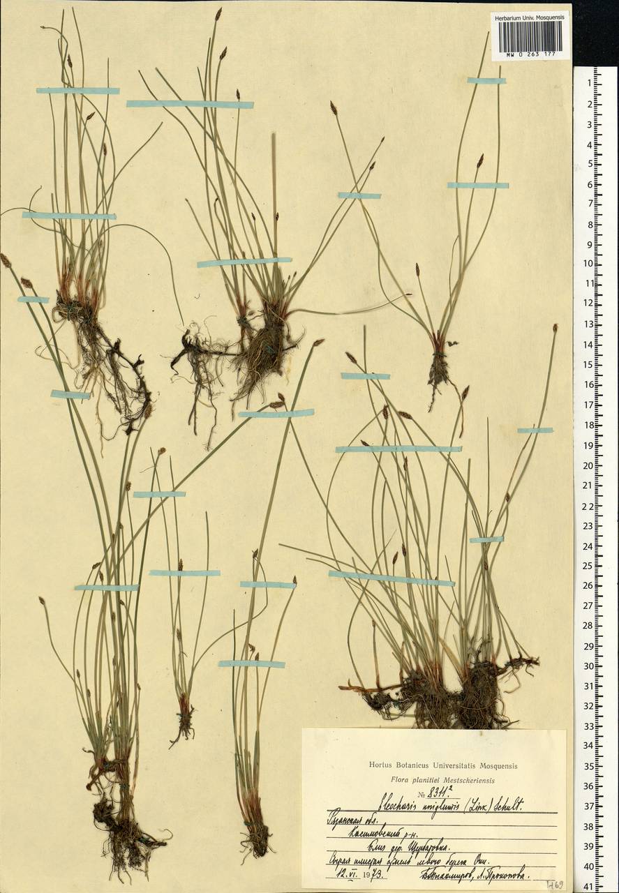 Eleocharis uniglumis (Link) Schult., Eastern Europe, Central region (E4) (Russia)