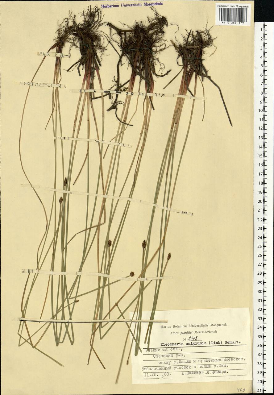 Eleocharis uniglumis (Link) Schult., Eastern Europe, Central region (E4) (Russia)