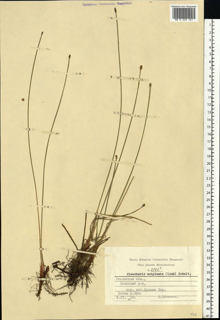 Eleocharis uniglumis (Link) Schult., Eastern Europe, Central region (E4) (Russia)