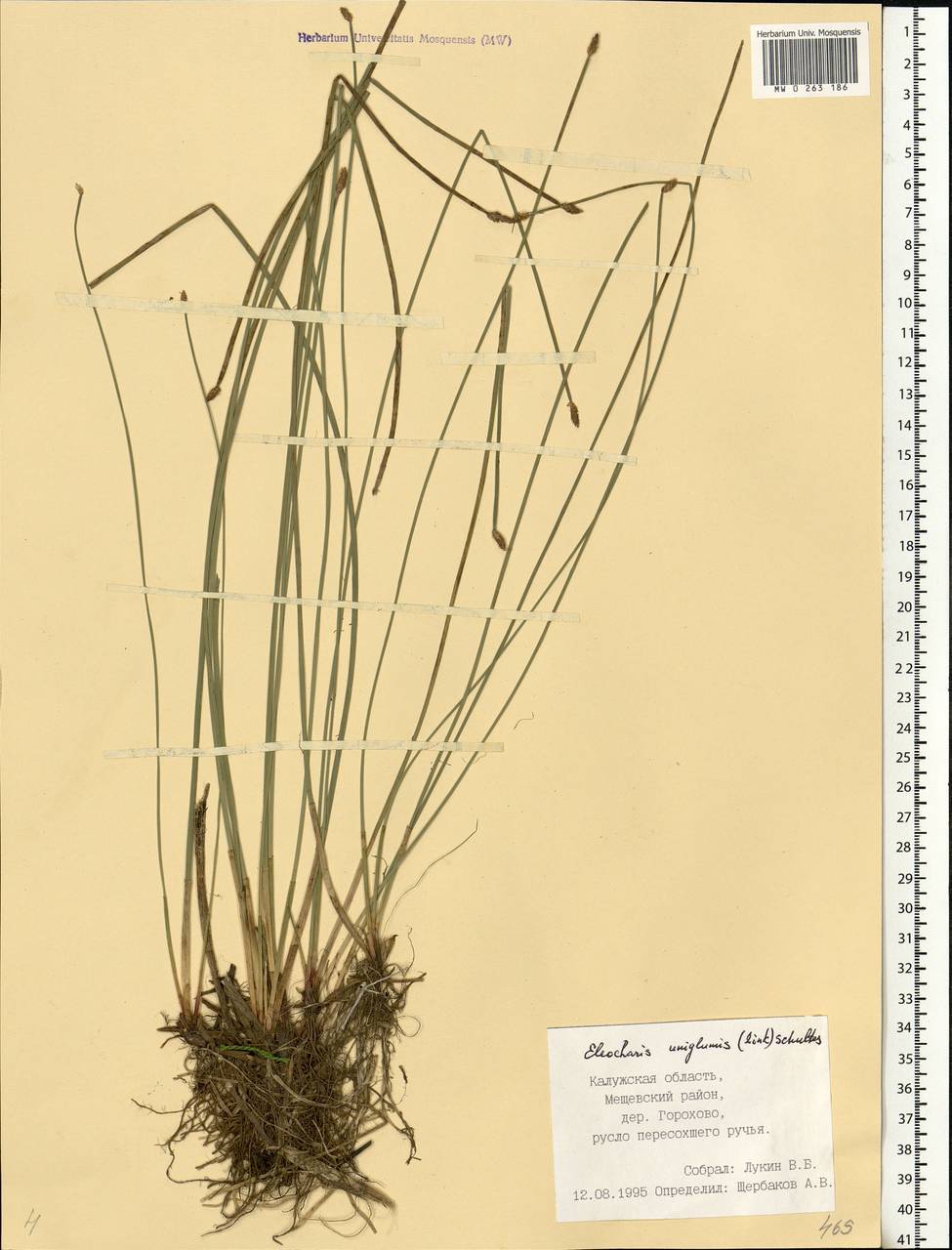 Eleocharis uniglumis (Link) Schult., Eastern Europe, Central region (E4) (Russia)