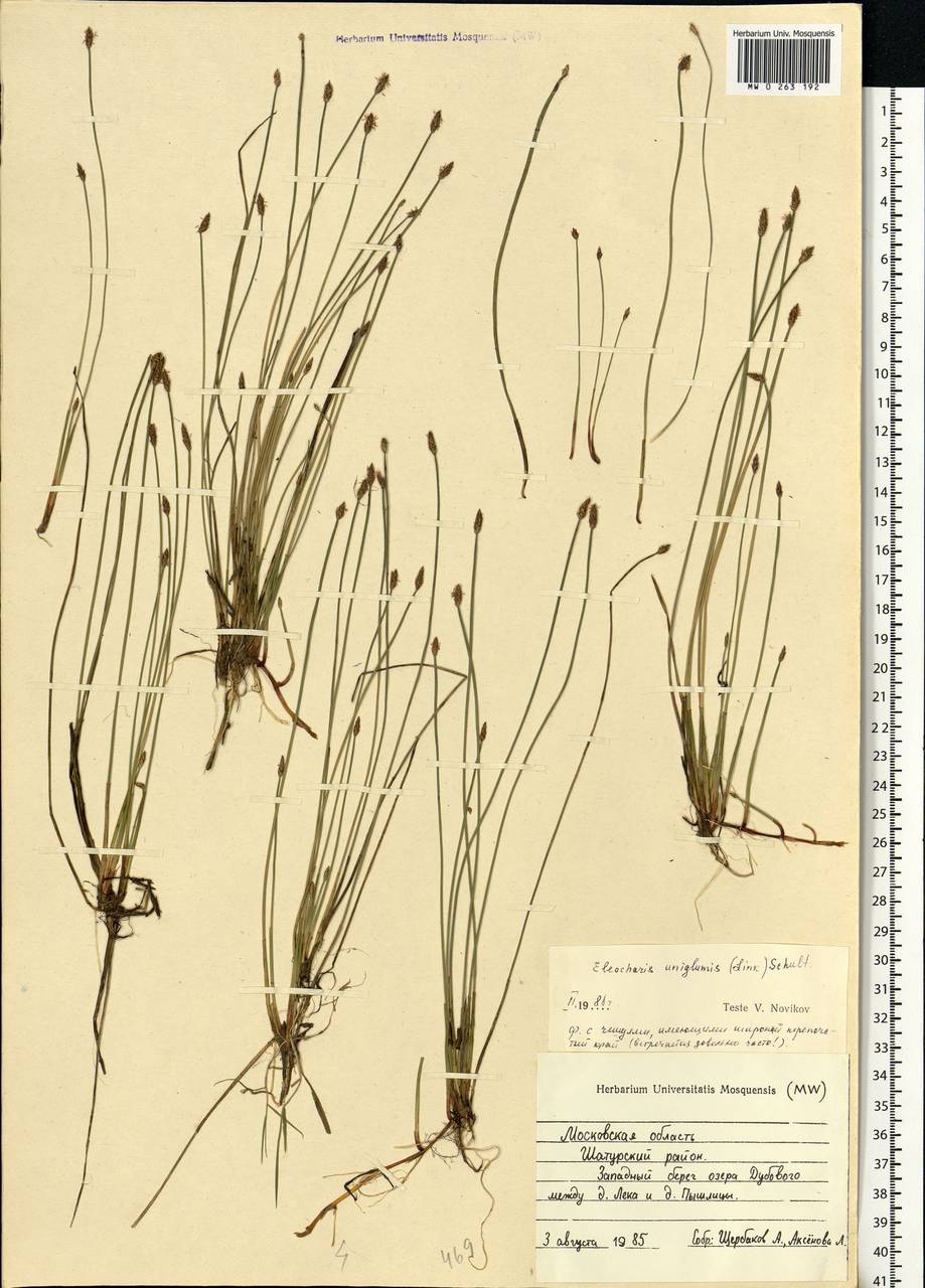 Eleocharis uniglumis (Link) Schult., Eastern Europe, Moscow region (E4a) (Russia)