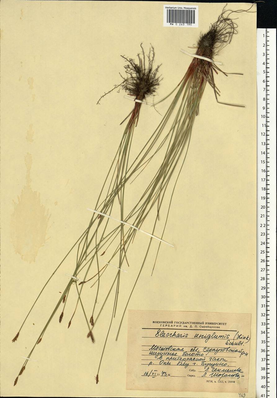 Eleocharis uniglumis (Link) Schult., Eastern Europe, Moscow region (E4a) (Russia)