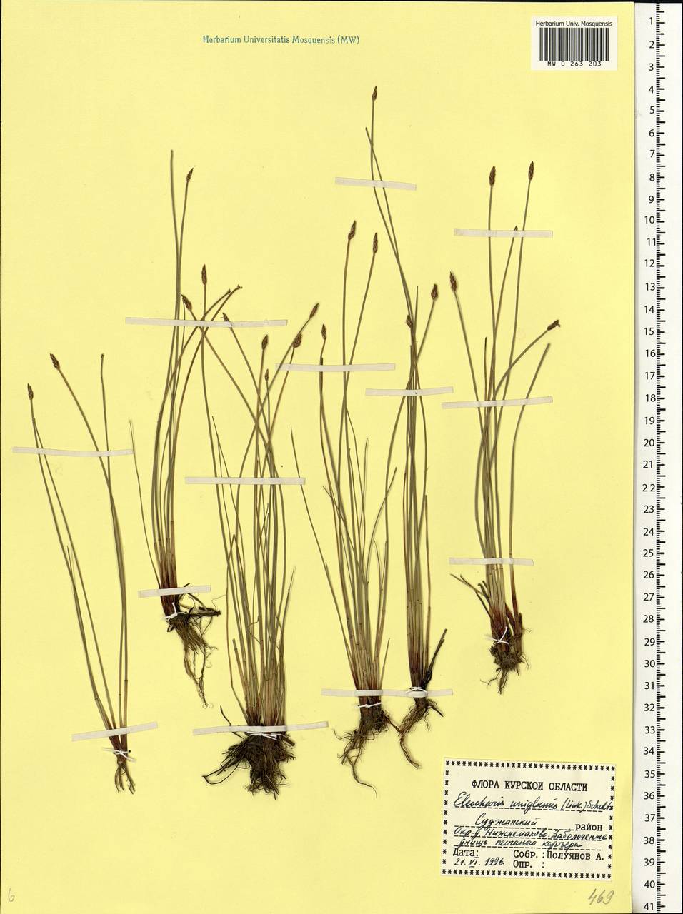 Eleocharis uniglumis (Link) Schult., Eastern Europe, Central forest-and-steppe region (E6) (Russia)