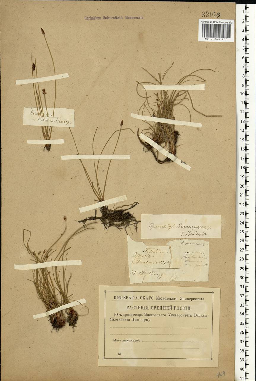 Eleocharis uniglumis (Link) Schult., Eastern Europe, Central forest-and-steppe region (E6) (Russia)