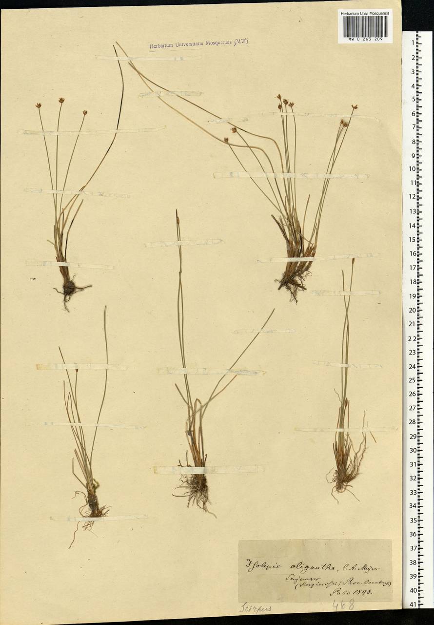 Eleocharis uniglumis (Link) Schult., Eastern Europe, Central forest-and-steppe region (E6) (Russia)