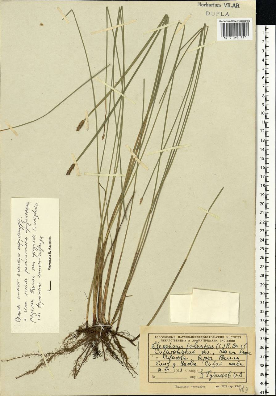 Eleocharis uniglumis (Link) Schult., Eastern Europe, Lower Volga region (E9) (Russia)