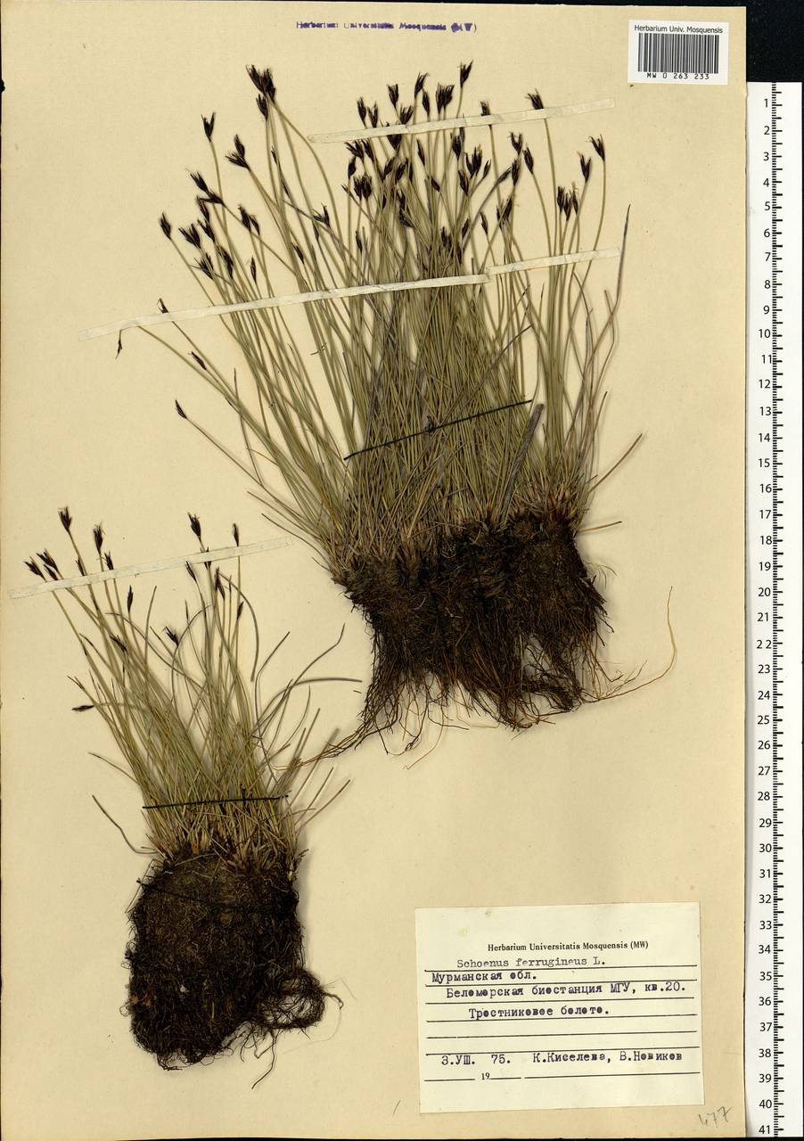 Schoenus ferrugineus L., Eastern Europe, Northern region (E1) (Russia)