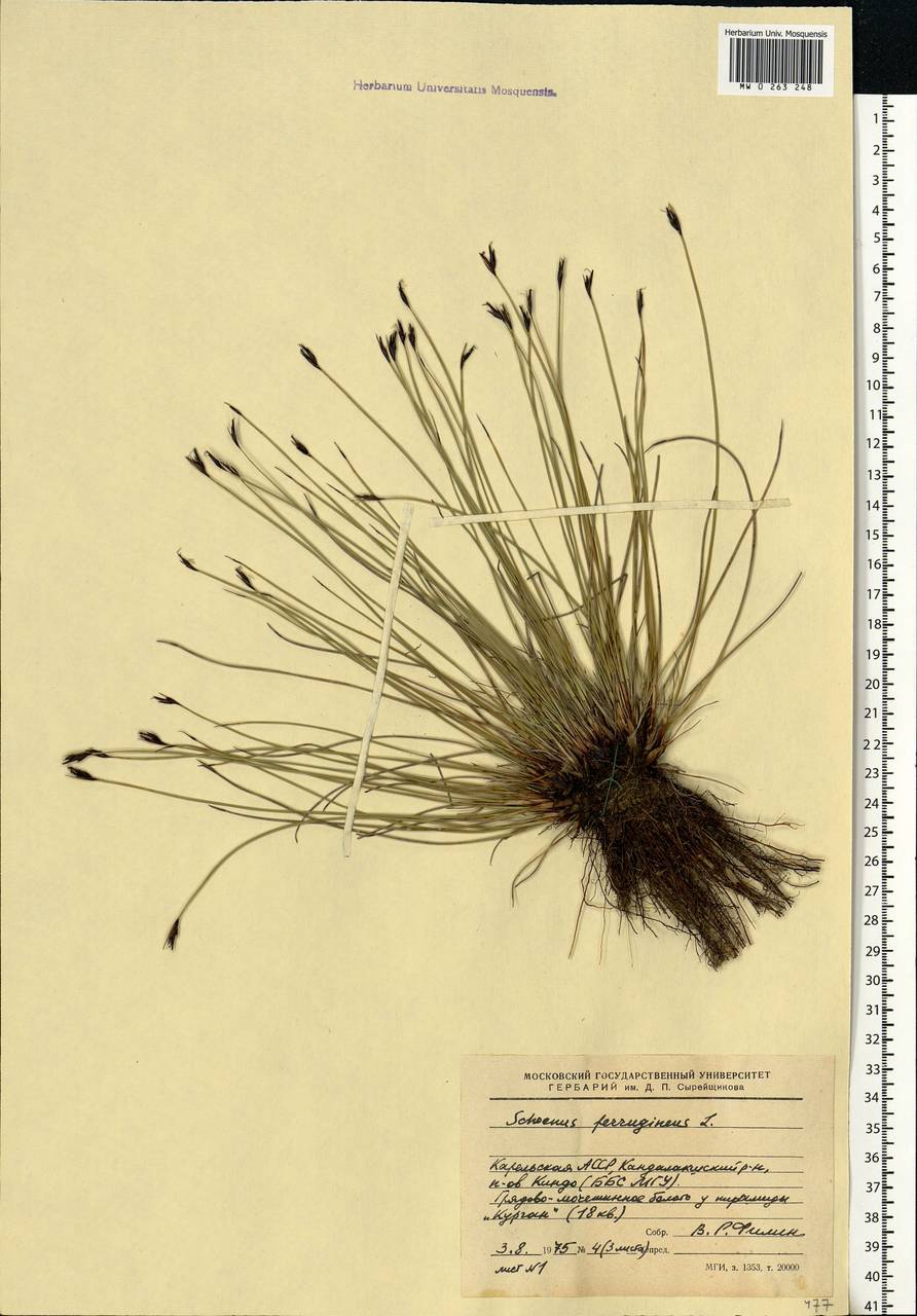 Schoenus ferrugineus L., Eastern Europe, Northern region (E1) (Russia)