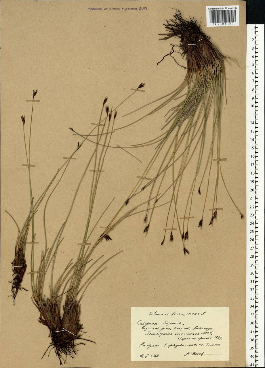 Schoenus ferrugineus L., Eastern Europe, Northern region (E1) (Russia)