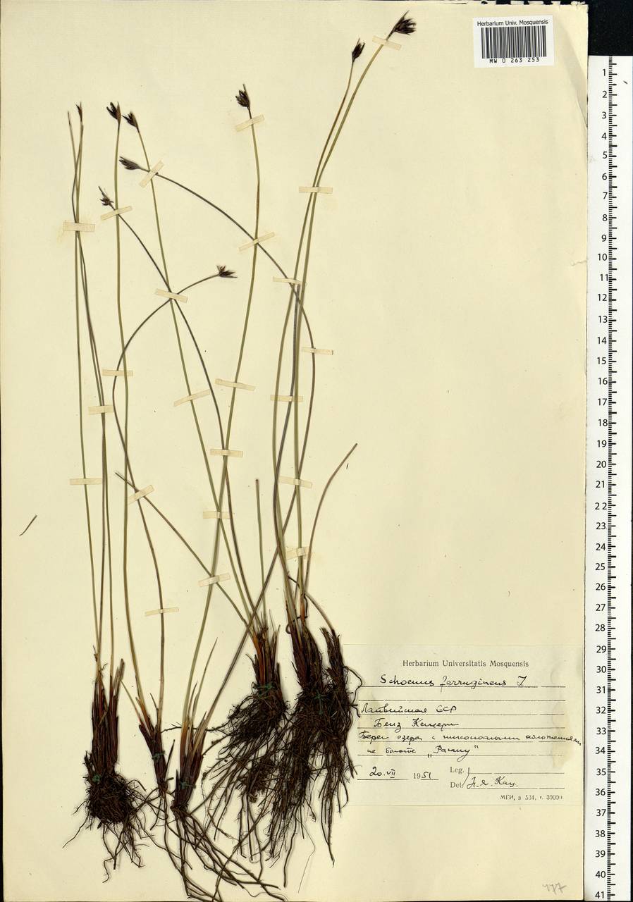 Schoenus ferrugineus L., Eastern Europe, Latvia (E2b) (Latvia)