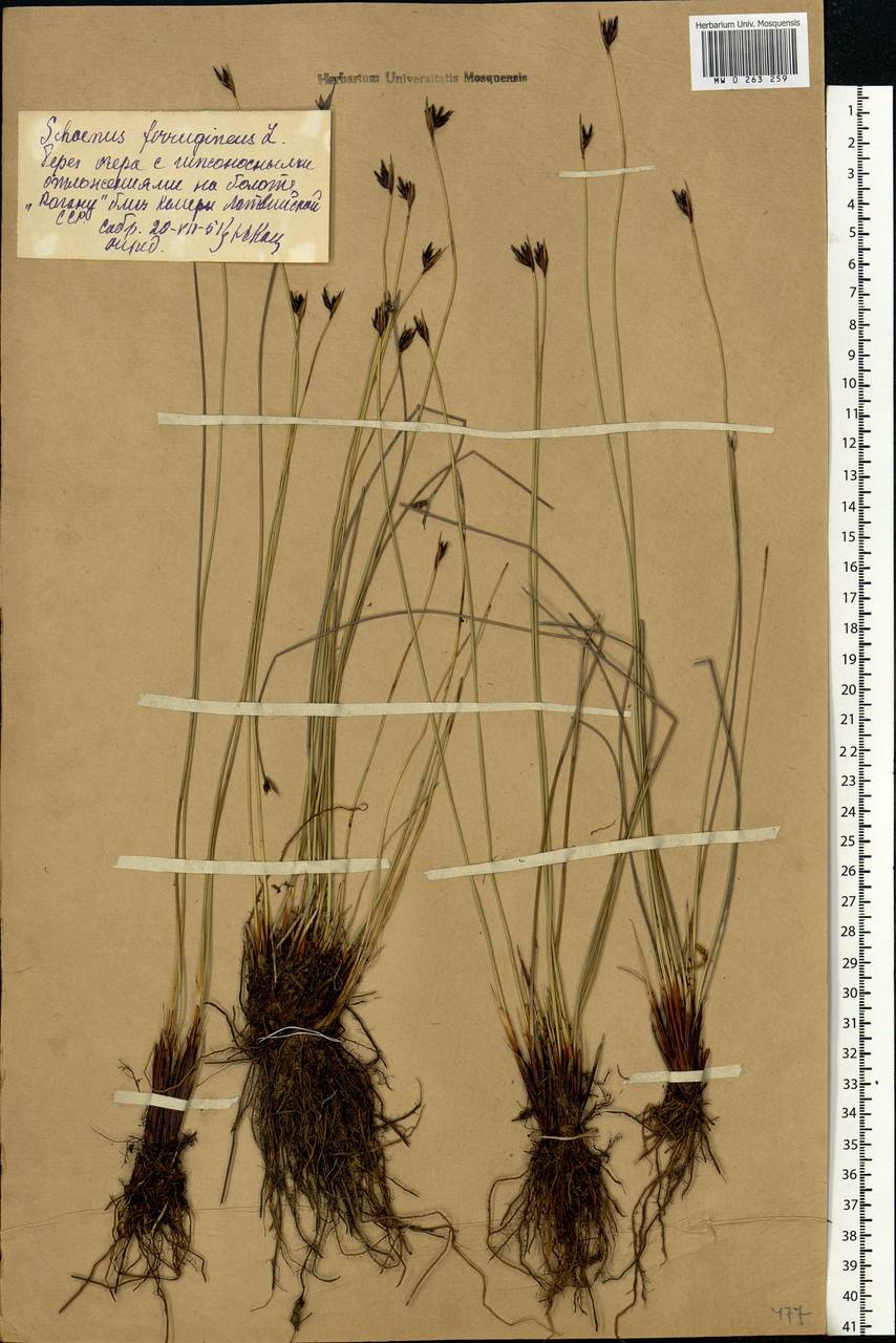 Schoenus ferrugineus L., Eastern Europe, Latvia (E2b) (Latvia)