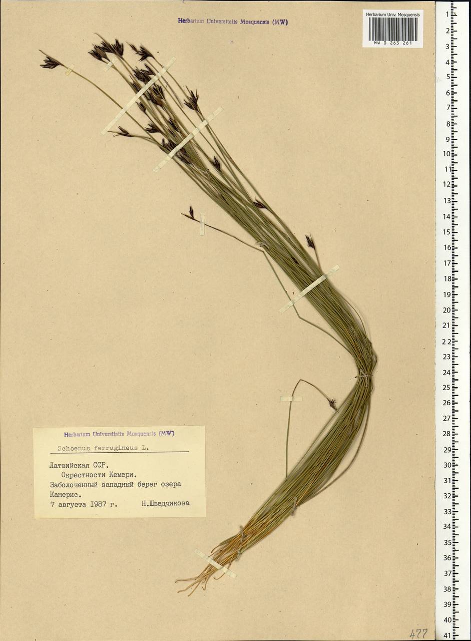 Schoenus ferrugineus L., Eastern Europe, Latvia (E2b) (Latvia)