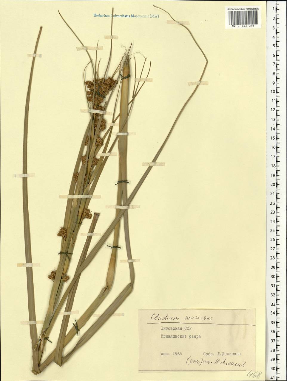 Cladium mariscus (L.) Pohl, Eastern Europe, Lithuania (E2a) (Lithuania)