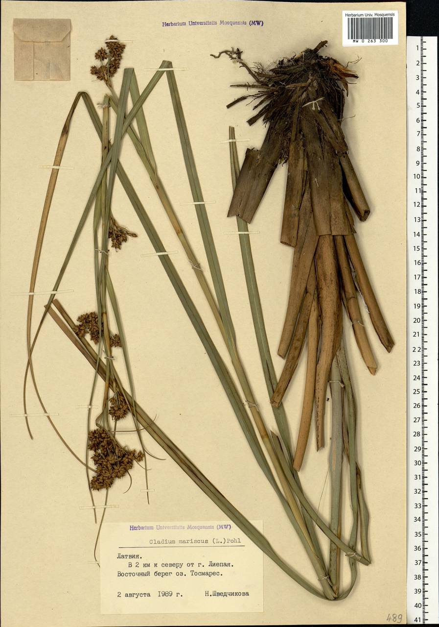 Cladium mariscus (L.) Pohl, Eastern Europe, Latvia (E2b) (Latvia)