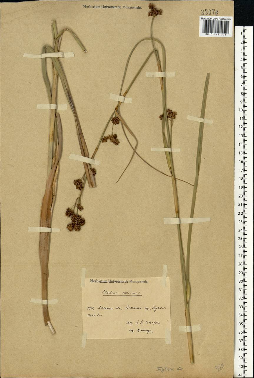 Cladium mariscus (L.) Pohl, Eastern Europe, Central region (E4) (Russia)
