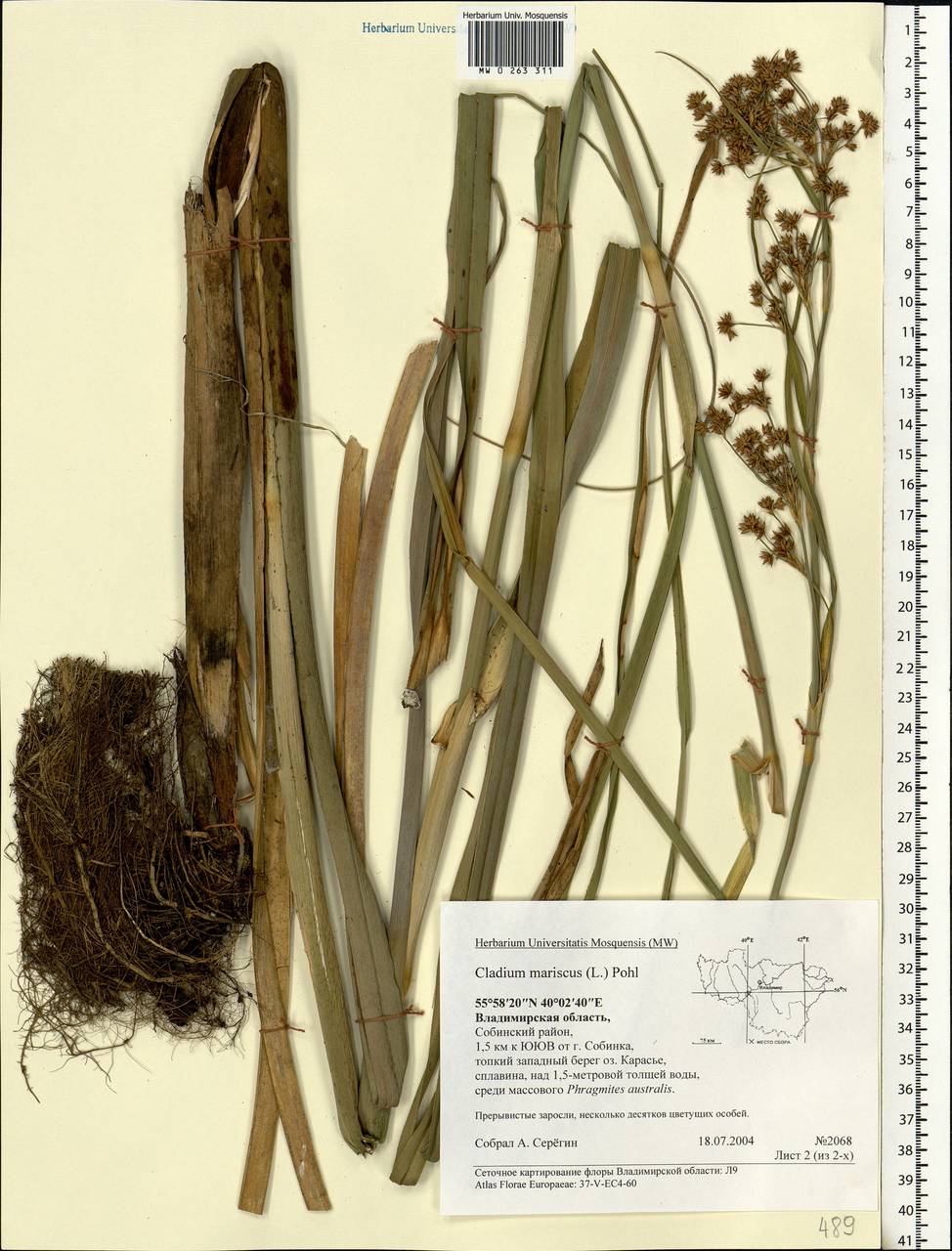 Cladium mariscus (l.) Pohl (меч-трава обыкновенная),