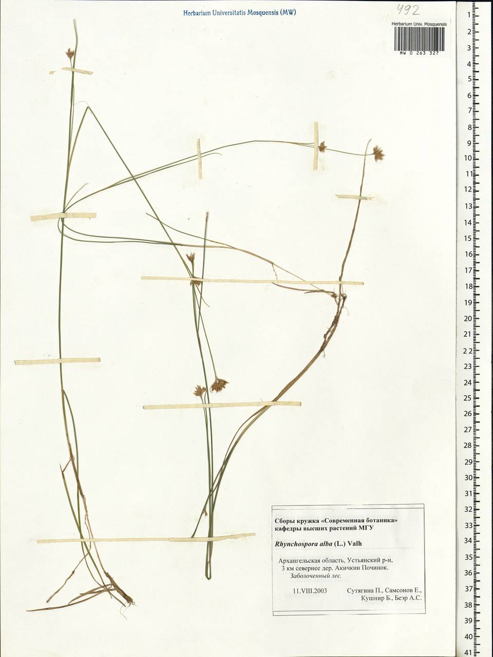 Rhynchospora alba (L.) Vahl, Eastern Europe, Northern region (E1) (Russia)