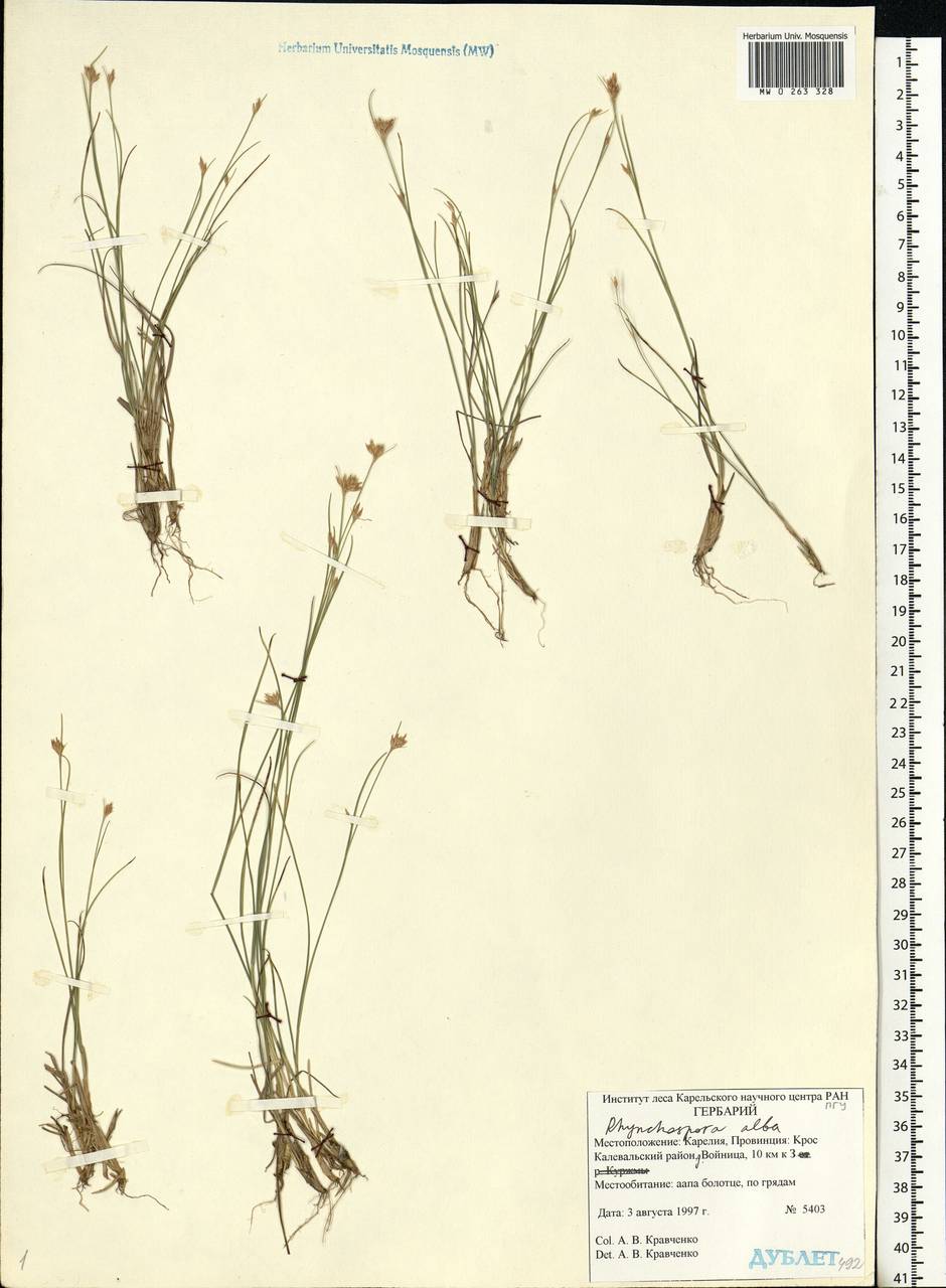 Rhynchospora alba (L.) Vahl, Eastern Europe, Northern region (E1) (Russia)