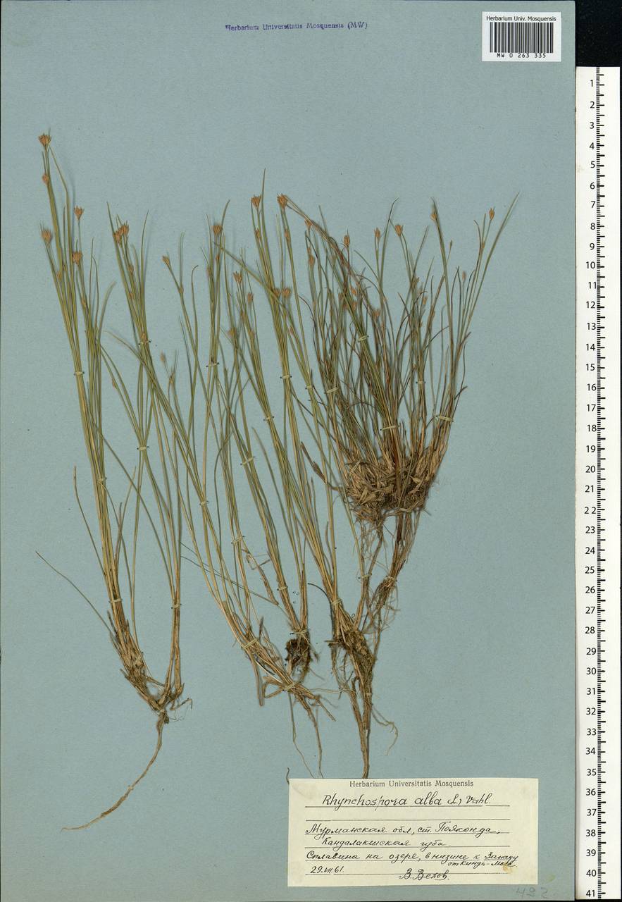 Rhynchospora alba (L.) Vahl, Eastern Europe, Northern region (E1) (Russia)