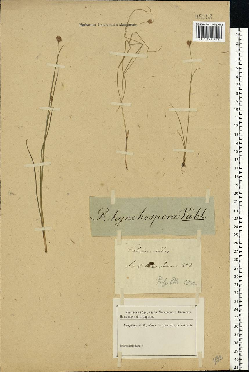 Rhynchospora alba (L.) Vahl, Eastern Europe, North-Western region (E2) (Russia)