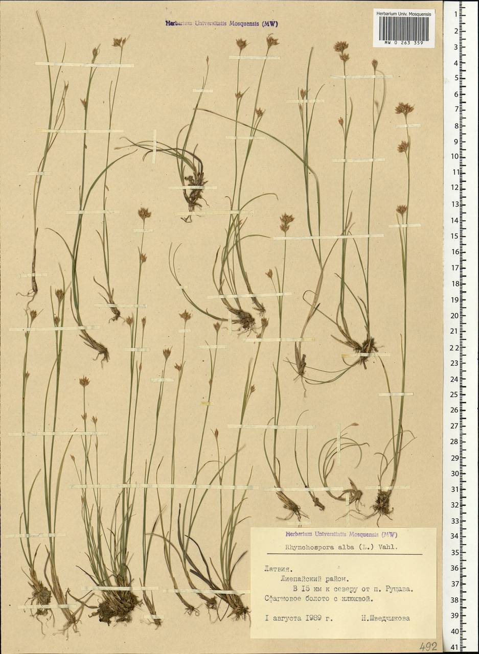 Rhynchospora alba (L.) Vahl, Eastern Europe, Latvia (E2b) (Latvia)