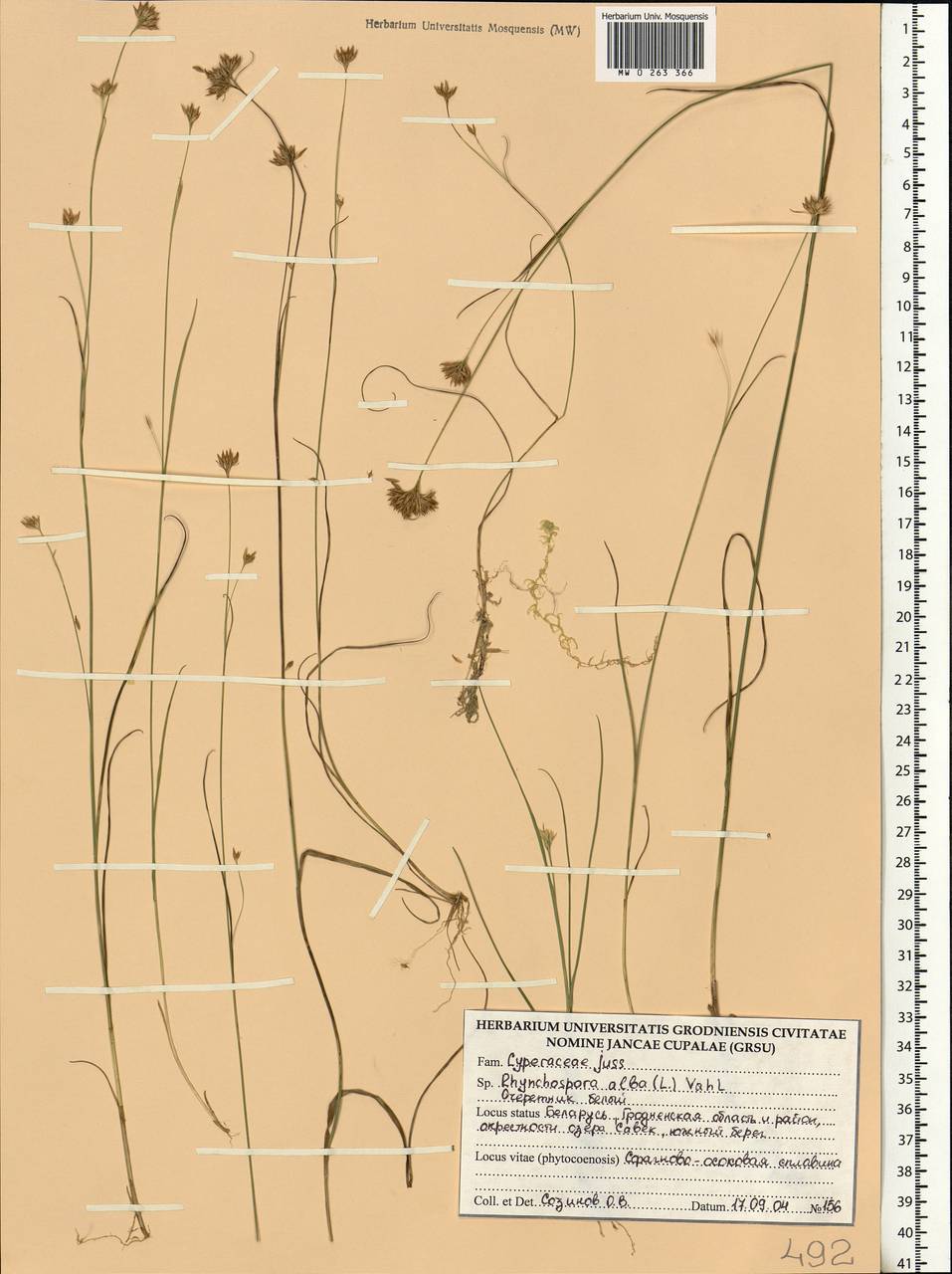 Rhynchospora alba (L.) Vahl, Eastern Europe, Belarus (E3a) (Belarus)