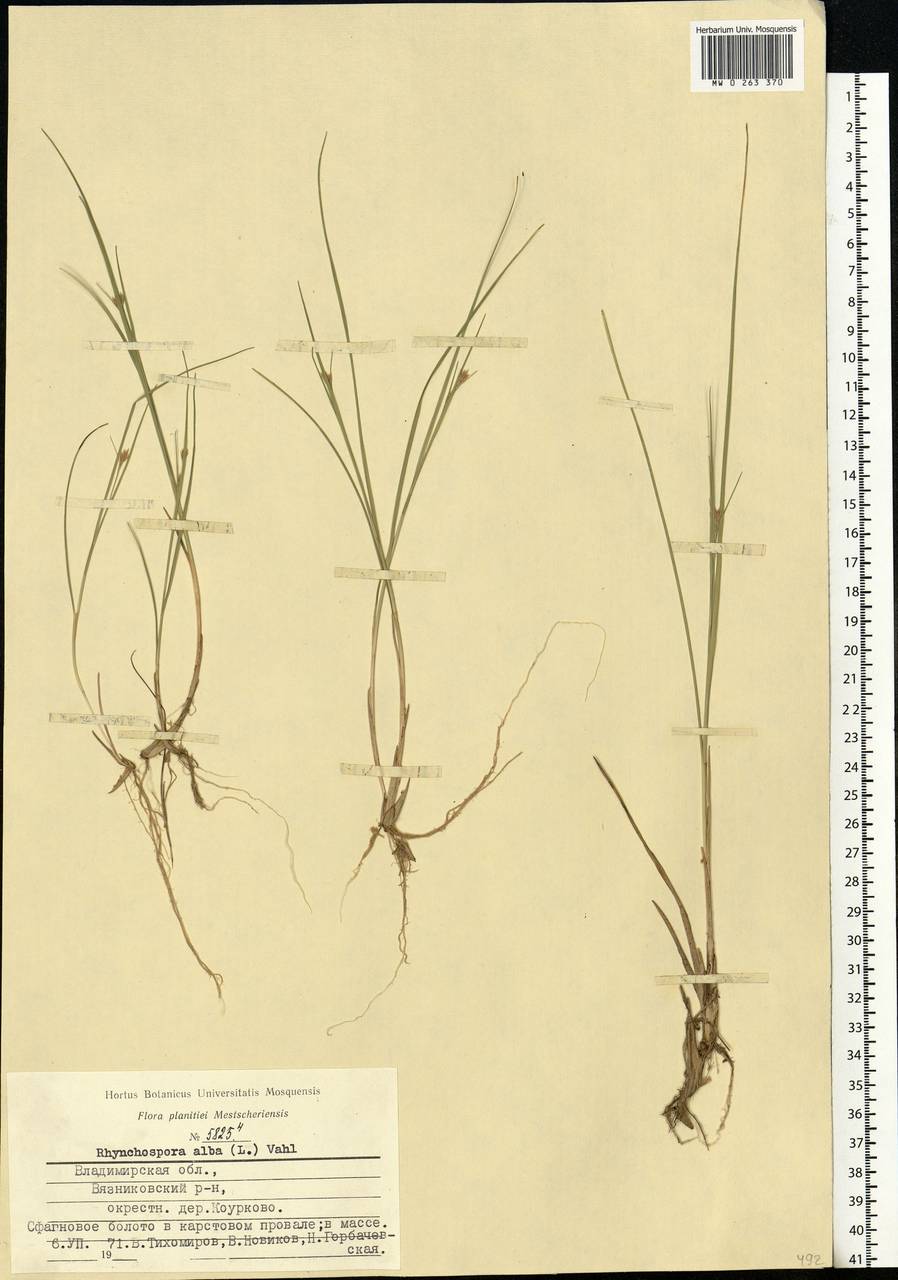 Rhynchospora alba (L.) Vahl, Eastern Europe, Central region (E4) (Russia)