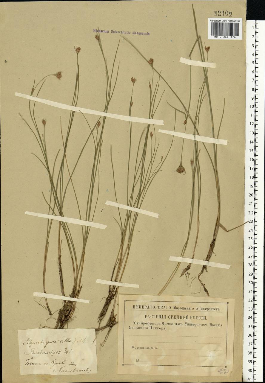 Rhynchospora alba (L.) Vahl, Eastern Europe, Central region (E4) (Russia)