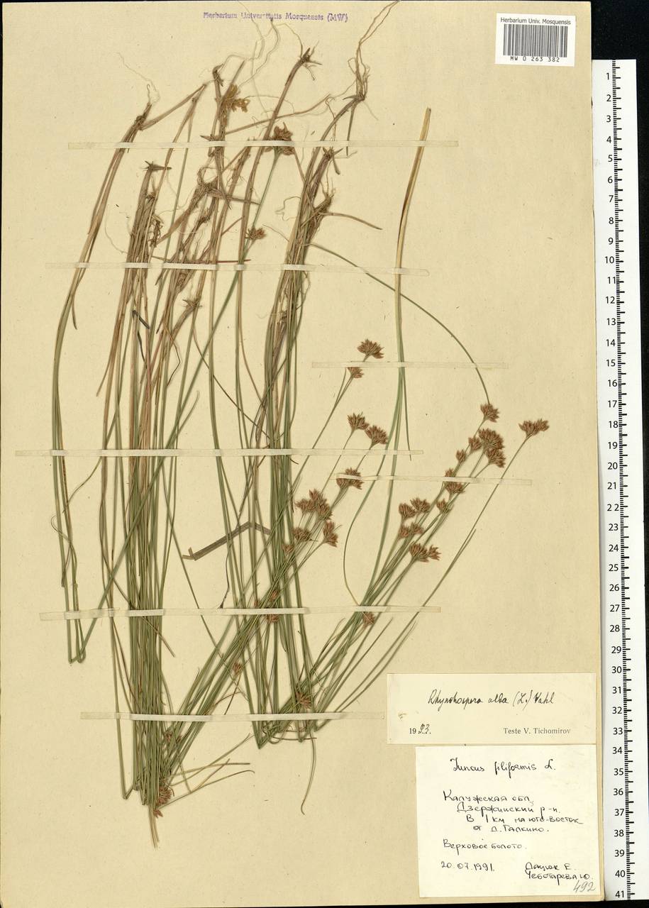 Rhynchospora alba (L.) Vahl, Eastern Europe, Central region (E4) (Russia)