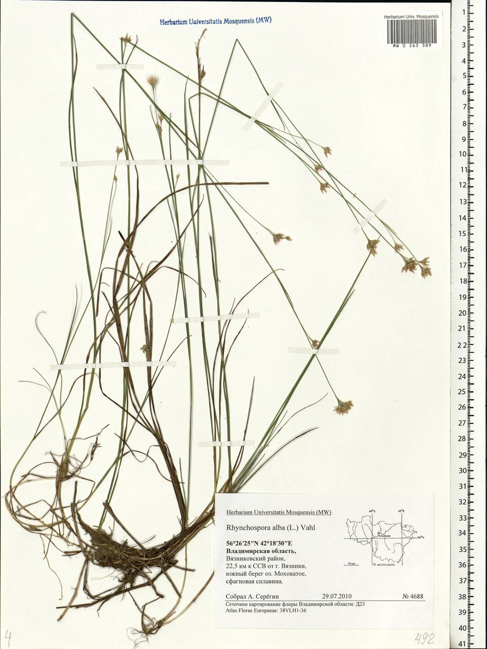 Rhynchospora alba (L.) Vahl, Eastern Europe, Central region (E4) (Russia)