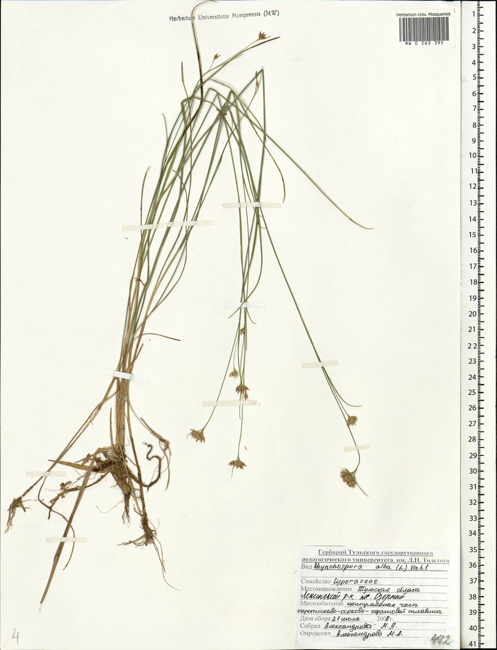 MW0263395, Rhynchospora alba (Очеретник белый), specimen Rhynchospora alba (L.) Vahl, Eastern Europe, Central region (E4) (Russia)