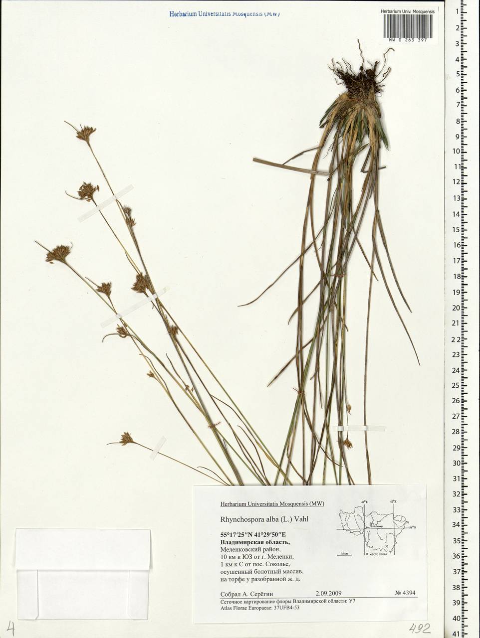 Rhynchospora alba (L.) Vahl, Eastern Europe, Central region (E4) (Russia)