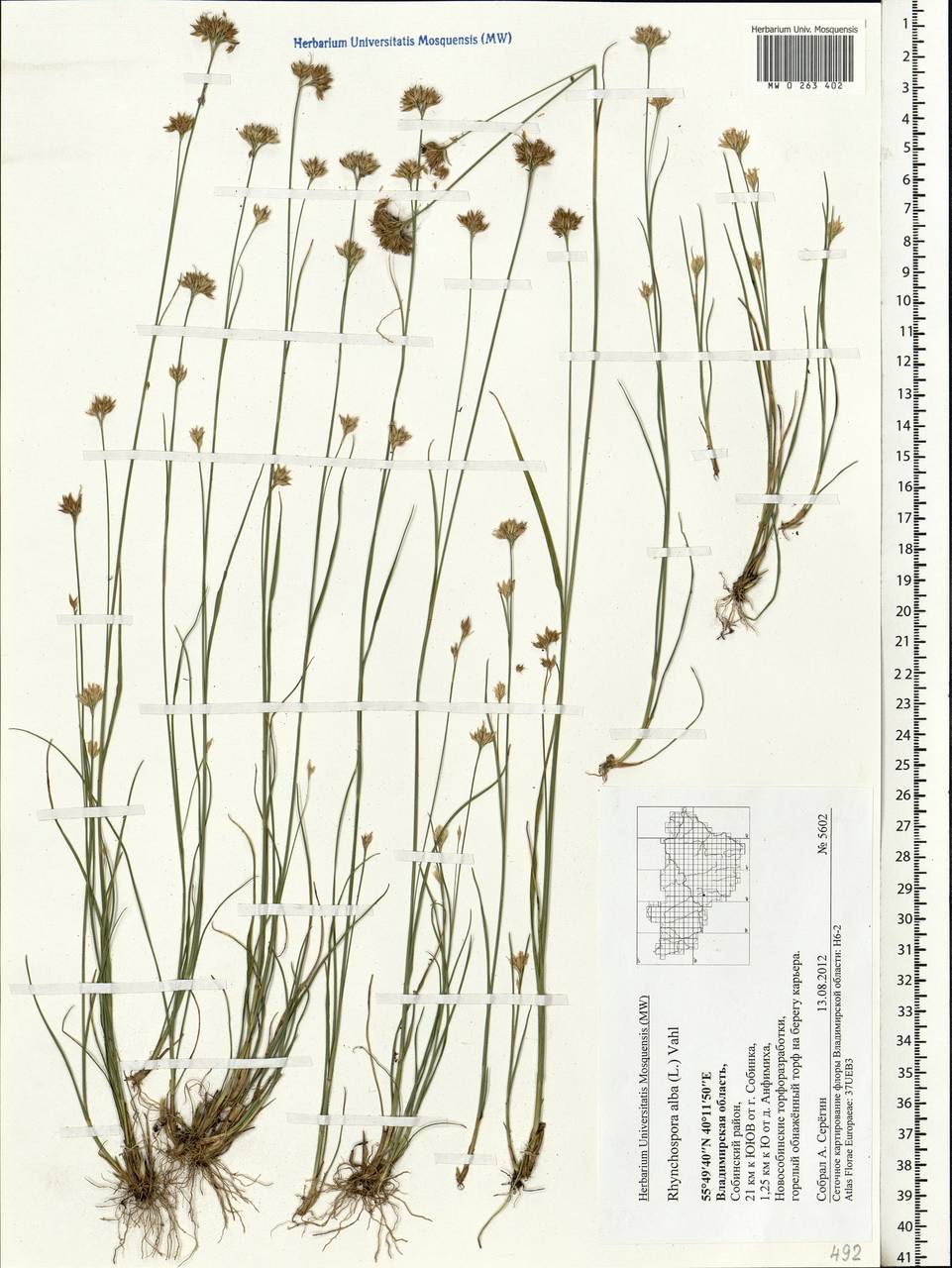 Rhynchospora alba (L.) Vahl, Eastern Europe, Central region (E4) (Russia)