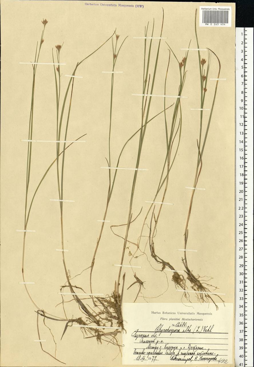 Rhynchospora alba (L.) Vahl, Eastern Europe, Central region (E4) (Russia)