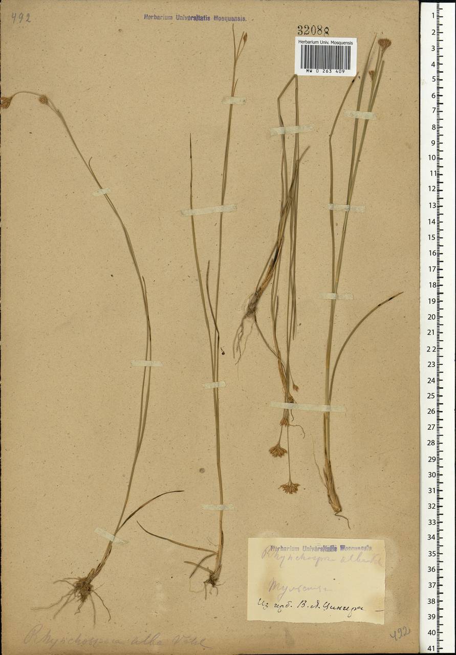 Rhynchospora alba (L.) Vahl, Eastern Europe, Central region (E4) (Russia)