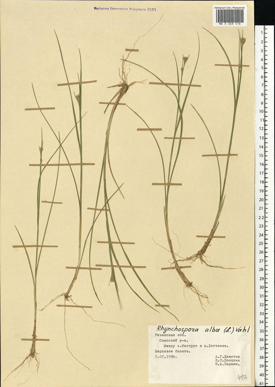 Rhynchospora alba (L.) Vahl, Eastern Europe, Central region (E4) (Russia)